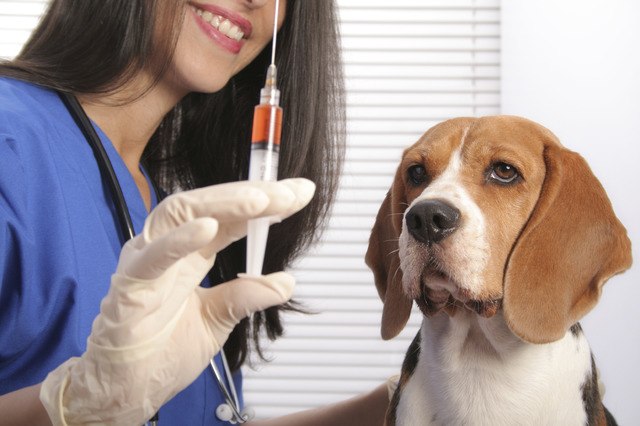 План-график проведения вакцинации против бешенства собак и кошек на прививочных пунктах в поселении Щаповское в 2019 году